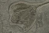 Pyrite Replaced Crinoid (Seirocrinus) Plate - Holzmaden, Germany #165880-4